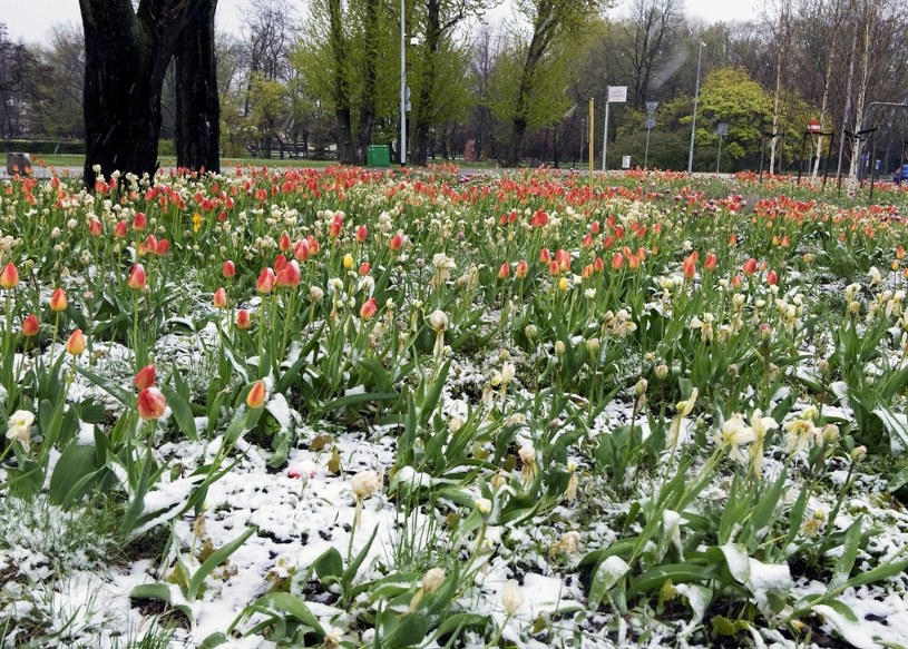 Zima nie powiedziała ostatniego słowa. Już niedługo powrócą przymrozki