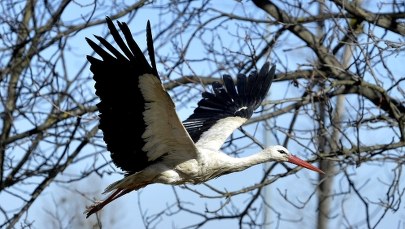 Zima odpuści już za kilka dni. W Wielkanoc ma być cieplej