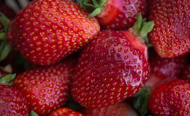 Zima sprzyja truskawkom. Plantator z Kaszub uspokaja: uprawy są bezpieczne