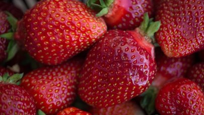 Zima sprzyja truskawkom. Plantator z Kaszub uspokaja: uprawy są bezpieczne