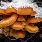 Zimą też można szukać grzybów. Co znajdują grzybiarze w styczniu?