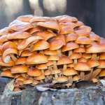 Zimą też można zebrać ich pełny kosz. Szukaj w tych miejscach lasu