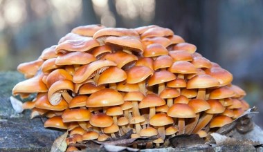 Zimą też można zebrać ich pełny kosz. Szukaj w tych miejscach lasu