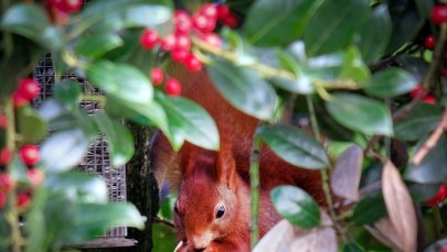Zima w Moskwie bije rekordy ciepła