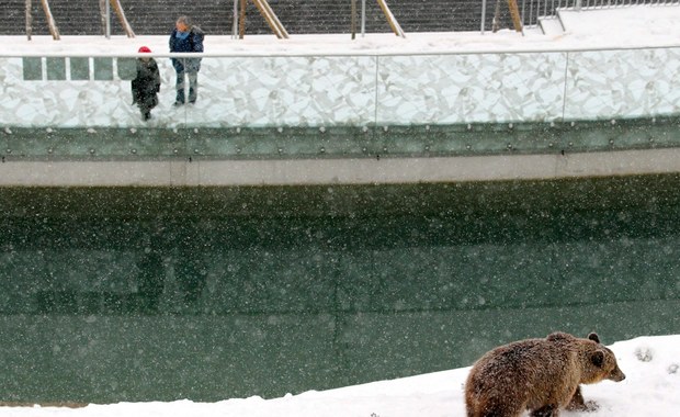 Zima w parku niedźwiedzi w Bernie
