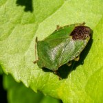 Zimą wchodzą przez okna do domu. Nie dotykaj ich, tylko od razu zrób to