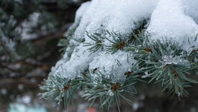 ​Zima wróci na ostatni weekend ferii. Śnieg w całym kraju
