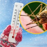 Zima wybije komary i kleszcze? "Nie liczyłbym na to"