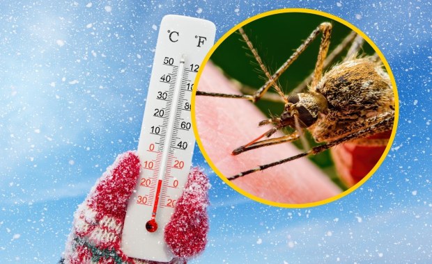 Zima wybije komary i kleszcze? "Nie liczyłbym na to"