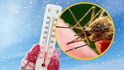 Zima wybije komary i kleszcze? "Nie liczyłbym na to"