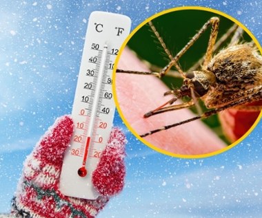 Zima wybije komary i kleszcze? "Nie liczyłbym na to"