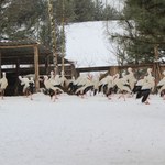 Zima zabija bociany. Możemy im pomóc!