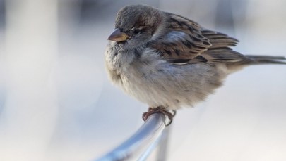 Zima zagościła na dobre: W najbliższych dniach zimno i śnieżnie