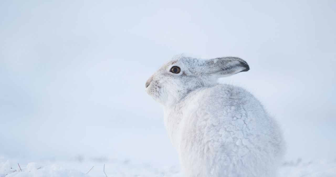 Zimą zając bielak zmienia swoje ubarwienie i cały staje się śnieżnobiały /Tesni Ward / Biosphoto /East News