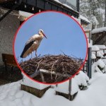 bociany Zima zaskoczyła bociany na Podhalu. Czy ptaki przetrwają śnieg i mróz?