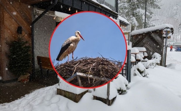 Zima zaskoczyła bociany na Podhalu. Czy ptaki przetrwają śnieg i mróz?