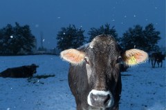 Zima zaskoczyła także mieszkańców Niemiec i Szwajcarii
