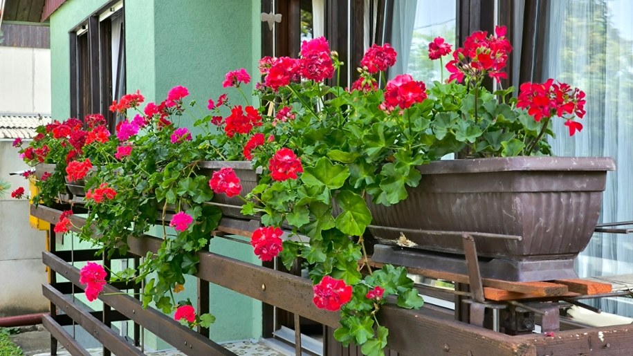 Zimna Zośka i zimni ogrodnicy 2026 – kiedy sadzić rośliny, by uniknąć przymrozków? /Shutterstock