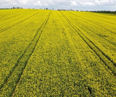 "Zimna Zośka" w tym roku bez przymrozków