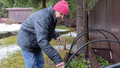 Zimni ogrodnicy nadchodzą. Te dni mogą przynieść ochłodzenie
