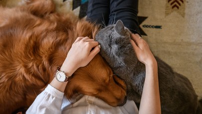 Zimno ci? Dostawca radzi: Przytul psa lub kota