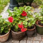 Zimowanie pelargonii w kartonie. Sposób dla zabieganych 