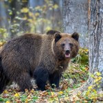 Zimowe śpiochy w świecie zwierząt. Które idą spać, a które nie? Wyjaśniamy