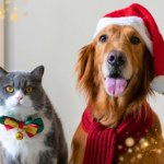 Zimowe ubranka dla czworonogów już w sklepach! Gdzie kupić tanio i stylowo?