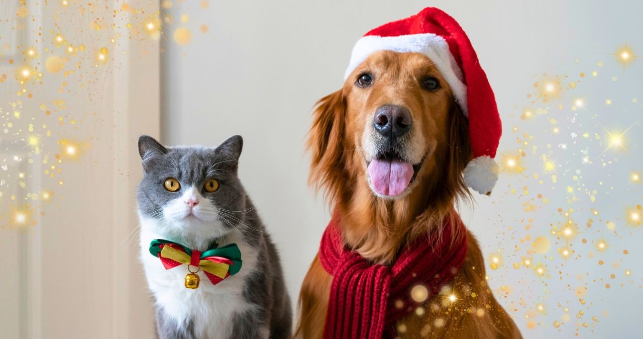 Zimowe ubranka dla czworonogów już w sklepach! Gdzie kupić tanio i stylowo? /CanvaPro /INTERIA.PL