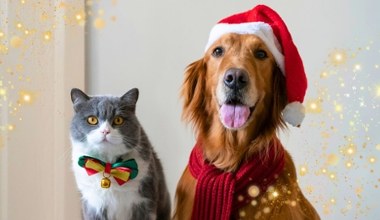 Zimowe ubranka dla czworonogów już w sklepach! Gdzie kupić tanio i stylowo?