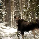 Zimowe zdjęcia łosi. Fotografowie zacierają ręce