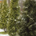 rośliny zimozielone Zimozielony ogród i rośliny odporne na mrozy. Zatrzymają zieleń na cały rok