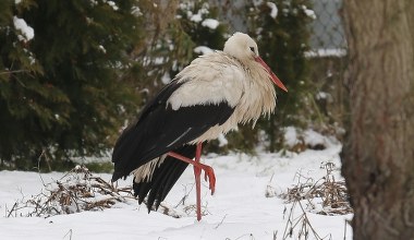 Zimujący bocian w Ruszczanach