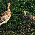 Zimujący w Polsce ptak wymarł. Zabiły go zmiany klimatu i Związek Radziecki