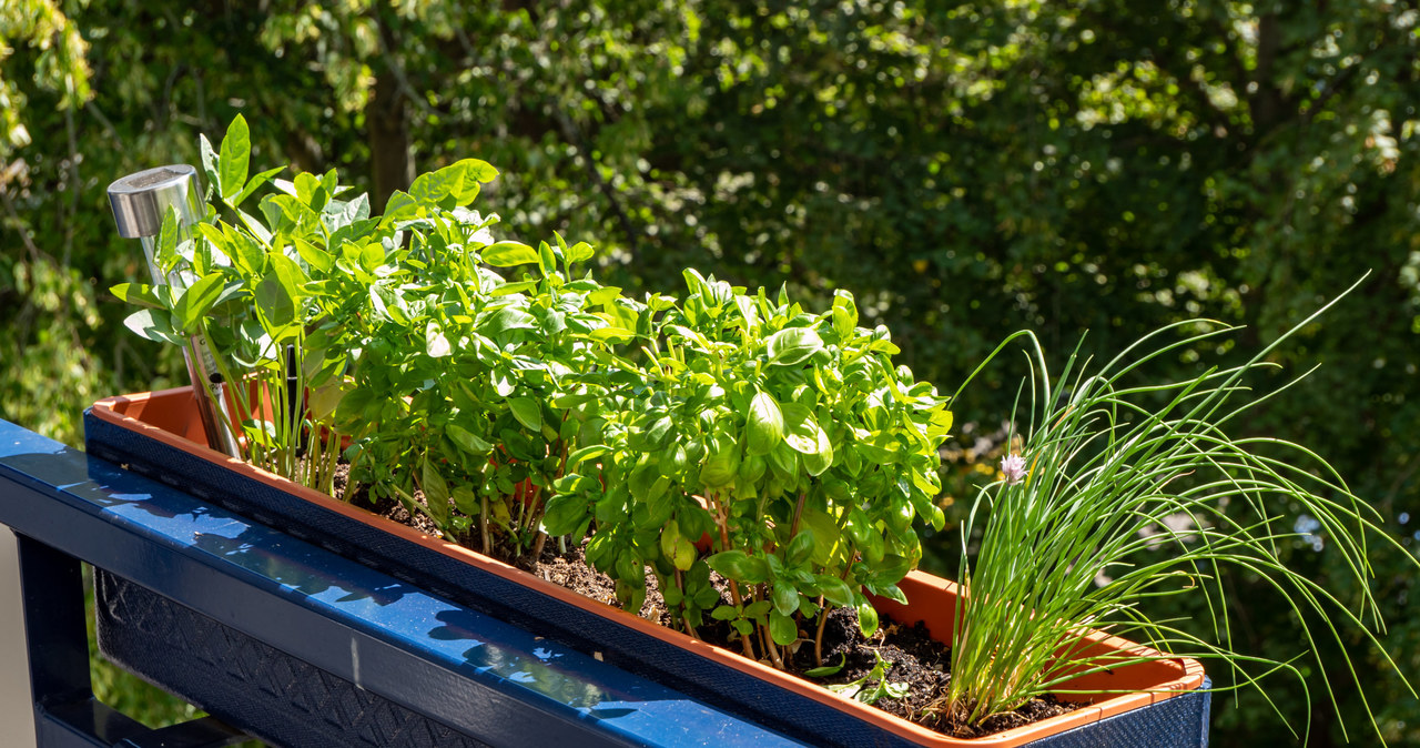 Zioła, takie jak bazylia czy tymianek, to doskonały wybór do sadzenia na balkonie lub parapecie. /123RF/PICSEL