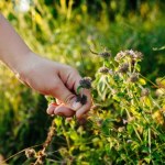 Ziołowy hit z Europy, który podbije Twój ogród i talerz! 