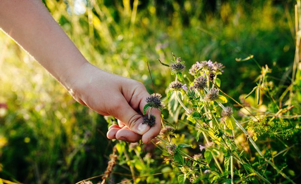 Ziołowy hit z Europy, który podbije Twój ogród i talerz! 