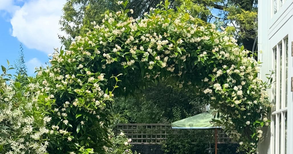 Зірчастий жасмин чудово підходить для створення садових арок і альтанок /Domena publiczna