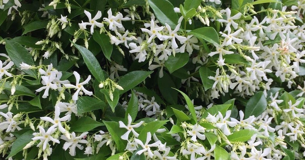 Зірчастий жасмин наповнює простір ароматом вишуканих парфумів і при цьому практично не потребує догляду /Domena publiczna