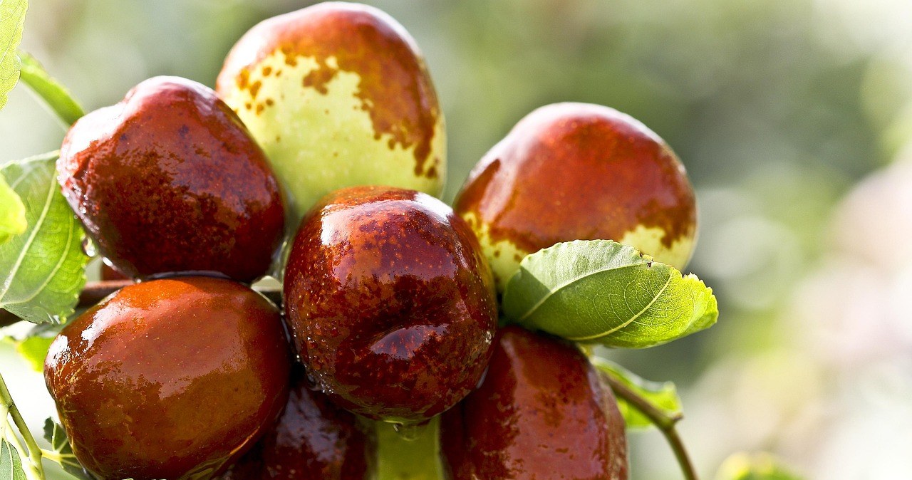 Зизифус -  екзотичний плід із давньою історією, який приховує величезну користь для організму /pixabay.com