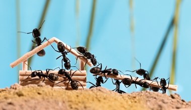 Zjadają dzieci dla dobra innych. Królowe mrówek mają mroczną tajemnicę