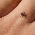 kleszcze Zjadł hamburgera i zmarł. Tak działa odkleszczowy zespół alfa-gal