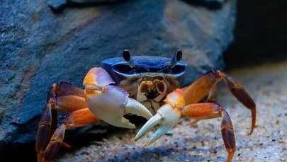 Zjadł żywego kraba, bo chciał się na nim zemścić. 39-latek w szpitalu