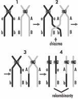 Zjawisko crossing-over: 1. chromosomy homologiczne, 2. wymiana odcinków między chromosomami, 3.sta /Encyklopedia Internautica