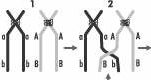 Zjawisko crossing-over: 1. chromosomy homologiczne, 2. wymiana odcinków między chromosomami, 3.sta /Encyklopedia Internautica