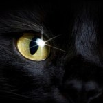 koty Zjawisko świecących oczu u kotów. Co stoi za tym efektem?