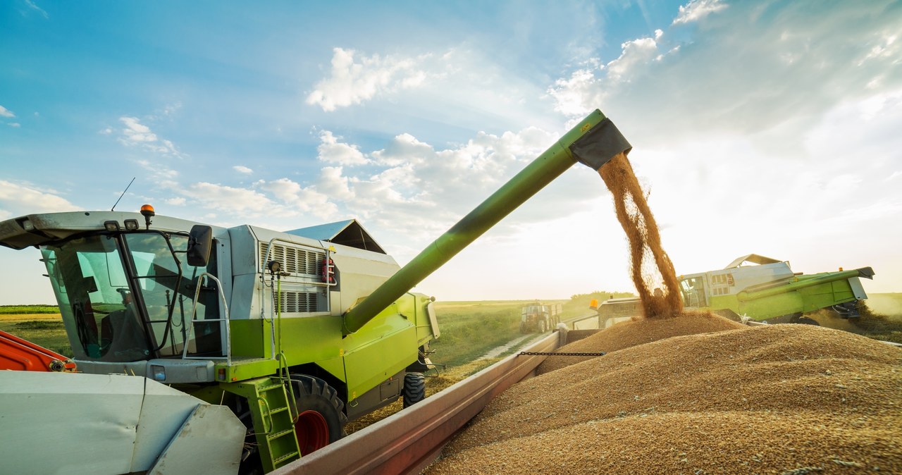 Zjednoczone Emiraty Arabskie i Ukraina zawrą pakt handlowy. Obejmuje m.in. import do ZEA zbóż /123RF/PICSEL