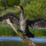 Zjednoczyli się przeciw kormoranom. Wyrok na ptaki w Europie