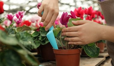 Zjedz miąższ, a ze skórek zrób nawóz do roślin. Lada chwila utoną w kwiatach
