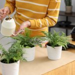 Zjedz na deser, a resztą poczęstuj paprotkę. W mig postawisz ją "na nogi"